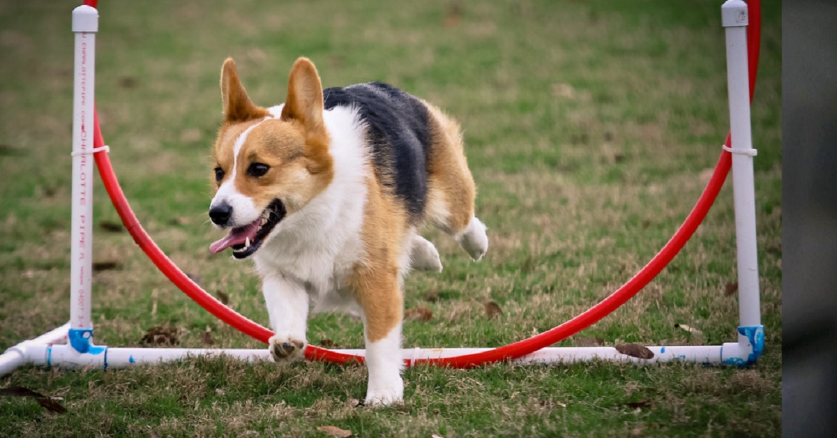 Pino, il Corgi re dei labirinti (video)