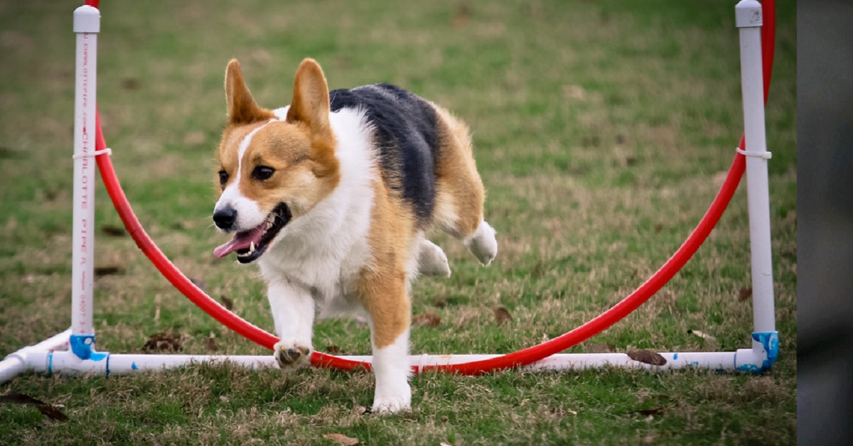 Pino, il Corgi re dei labirinti (video)