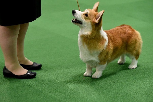 corgi