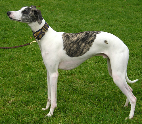 esemplare di cane Whippet