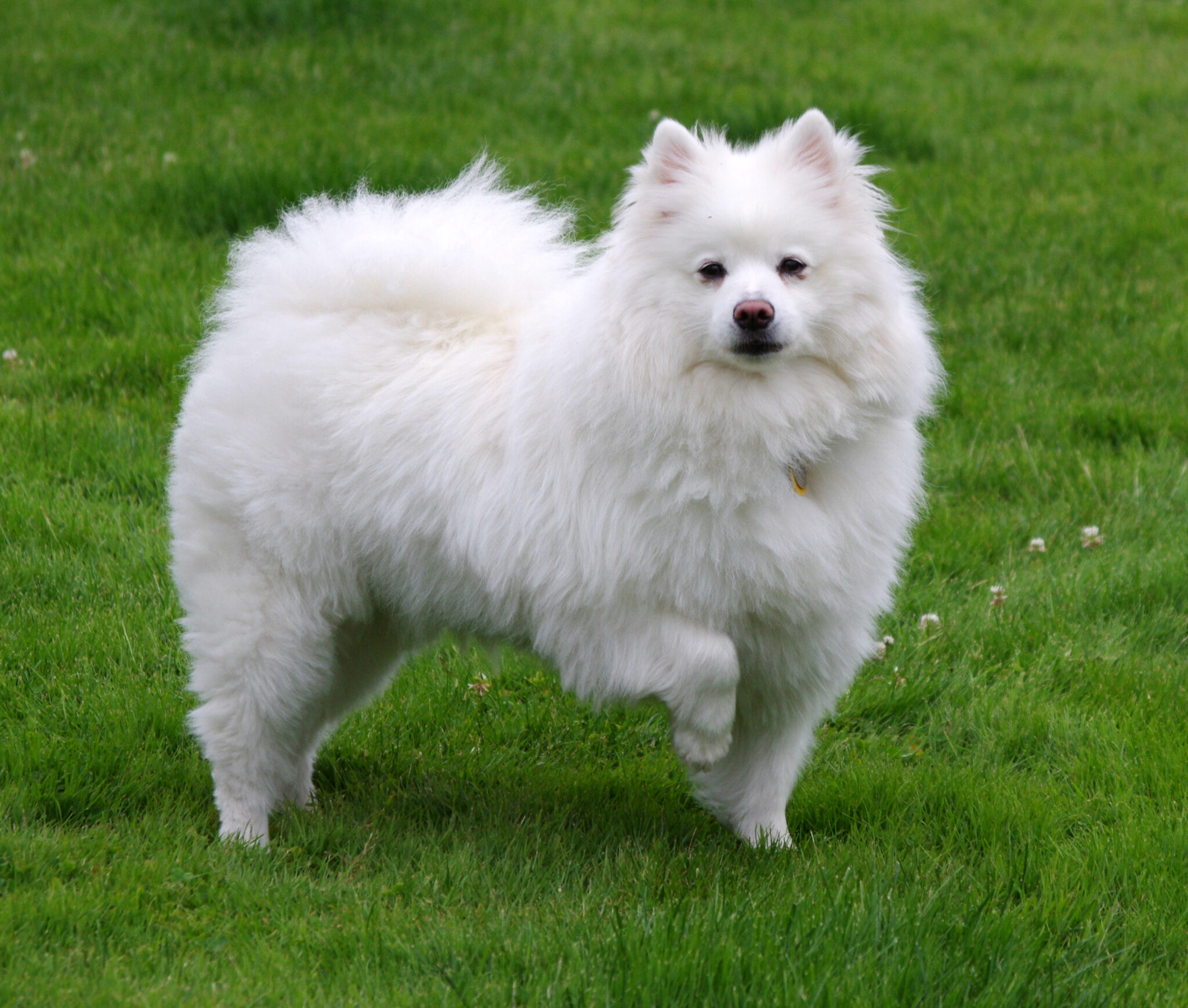 esemplare di American Eskimo Dog