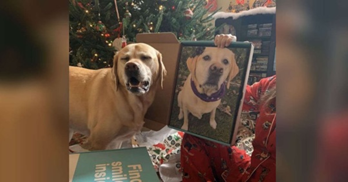 Addy la Labrador che adora ammirarsi in ogni sua foto