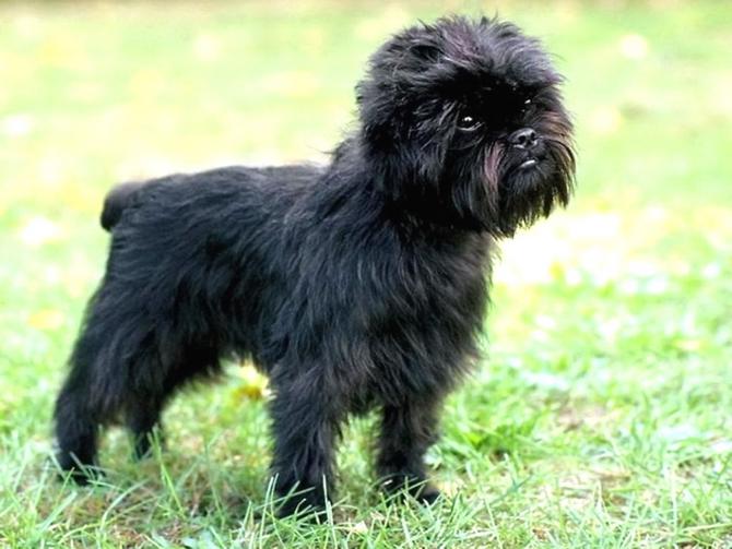 esemplare di cane Affenpinscher