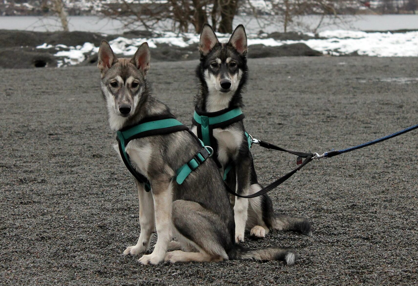 Esemplari di Alaskan Husky