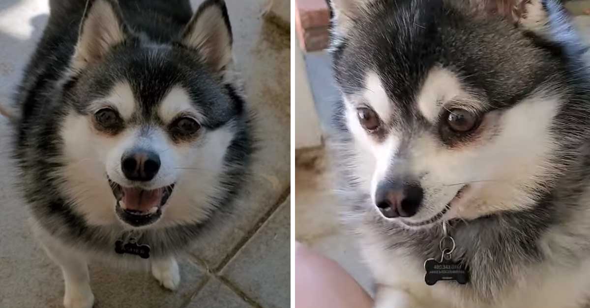 Alaskan Klee Kai prova ad impietosire il proprietario per avere il suo cibo (video)