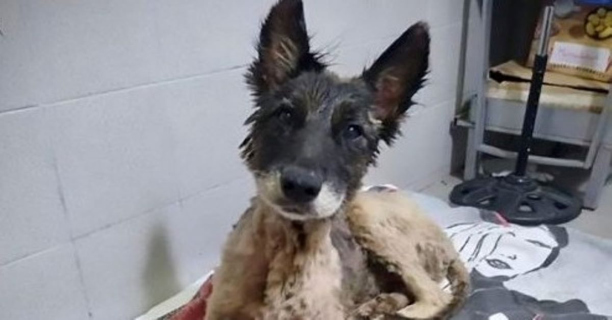 Aloe, il cane ricoperto di catrame, è stato salvato (video)