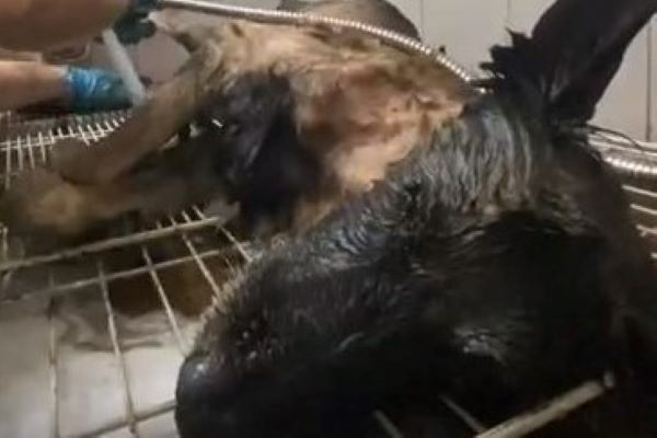 aloe cane video