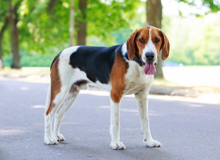 esemplare di American Foxhound