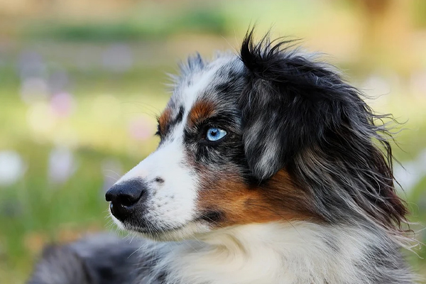 Australian Shepherd che osserva