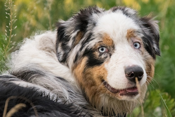 Australian Shepherd che osserva