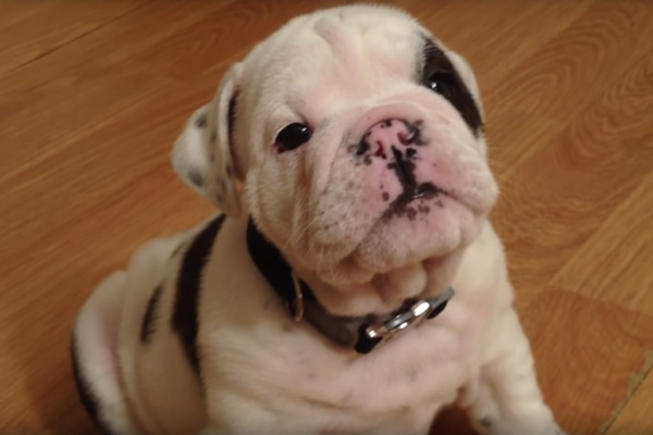 cucciolo di Bulldog che osserva
