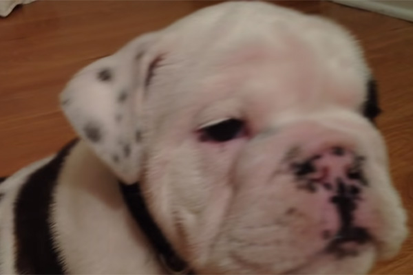 cucciolo di Bulldog che osserva