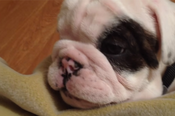 cucciolo di Bulldog che osserva