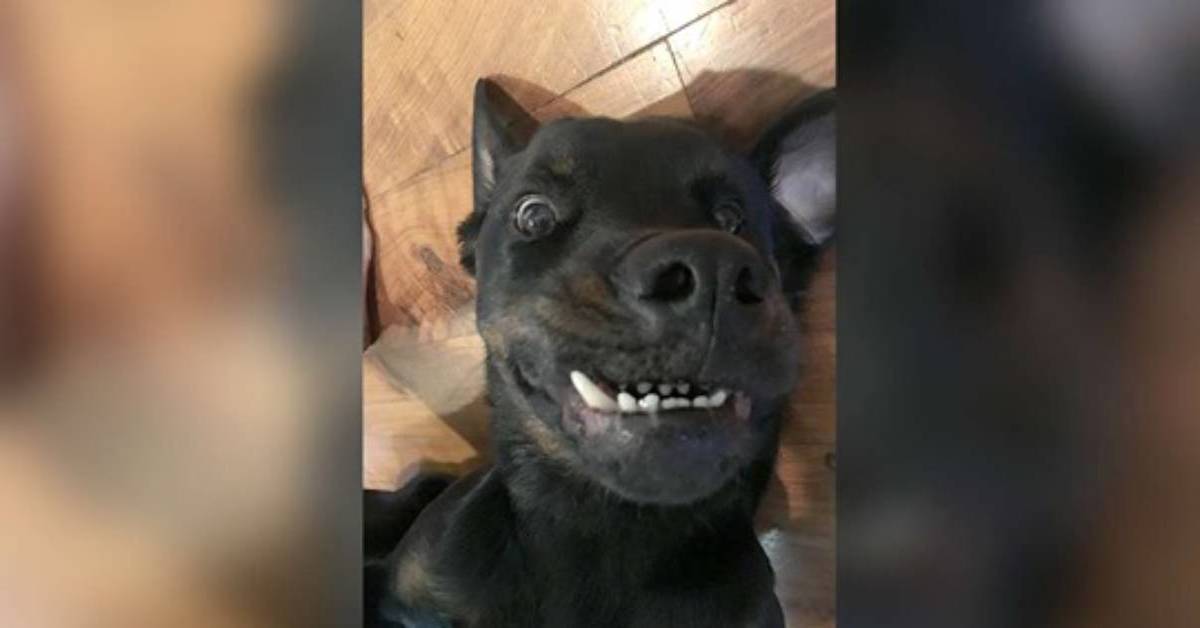 Biggie il Rottweiler con il muso malformato ha trovato una famiglia