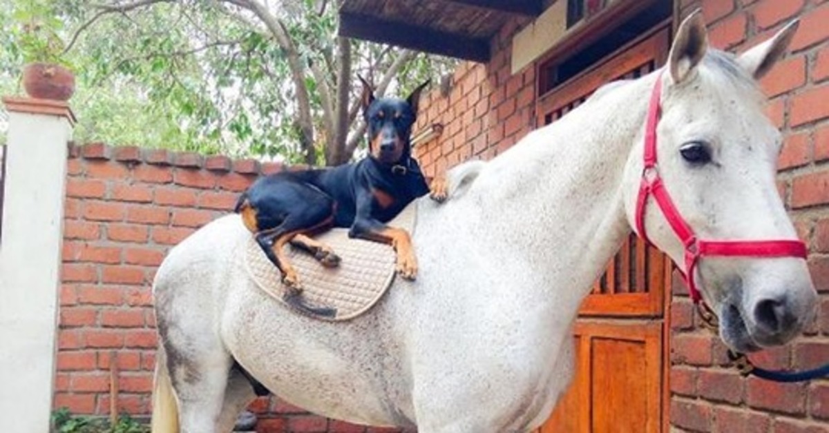 Boss il Doberman e la sua strana amicizia con Contino, un cavallo