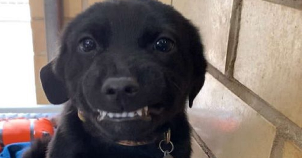 Burreaux, il cane ospite di un rifugio che sorride a tutti