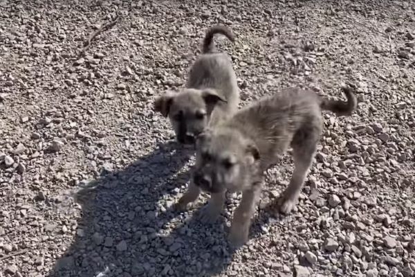 cagnolini malati abbandonati video