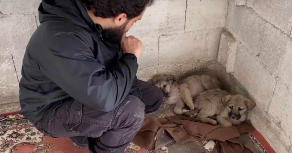 Cagnolini malati abbandonati davanti a un rifugio (video)