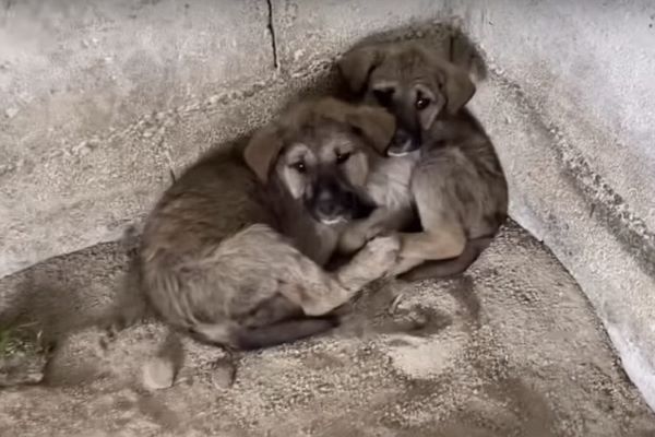 cagnolini malati abbandonati video