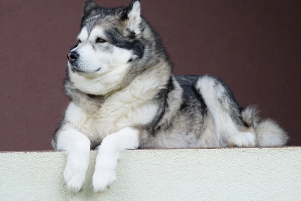 Alaskan Malamute che osserva