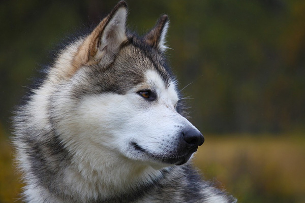 Alaskan Malamute che osserva