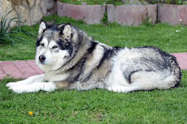 Alaskan Malamute che osserva