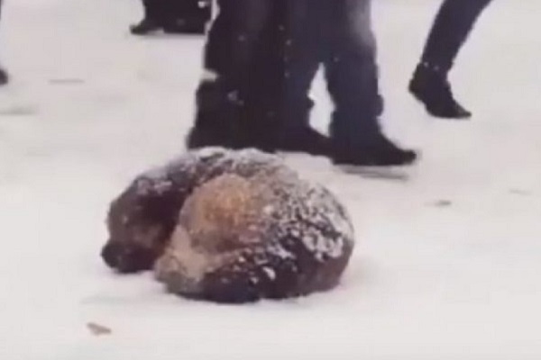 cane abbandonato neve video