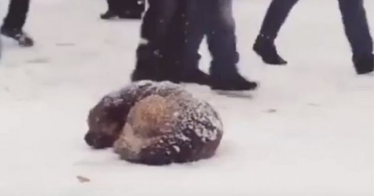 Cane abbandonato nella neve ignorato dai passanti (video)