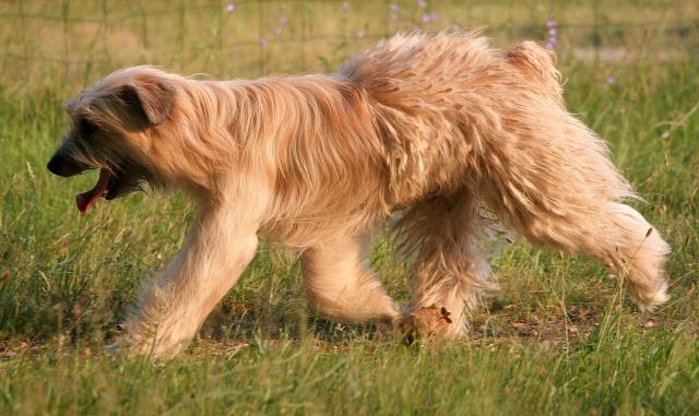 Cane da Pastore dei Pirenei