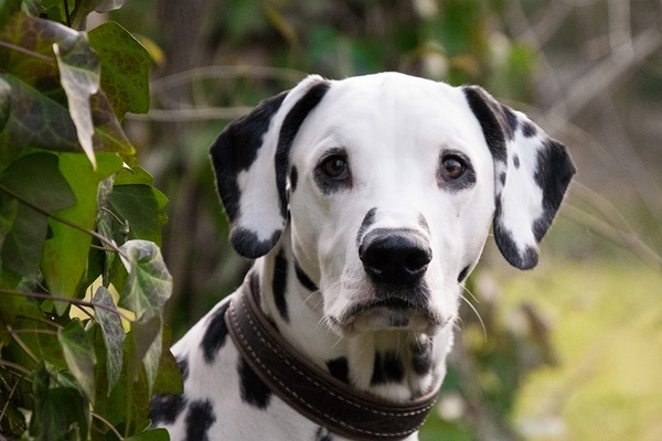 Cane che osserva