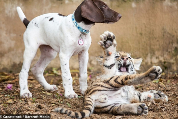 Cane con una tigre