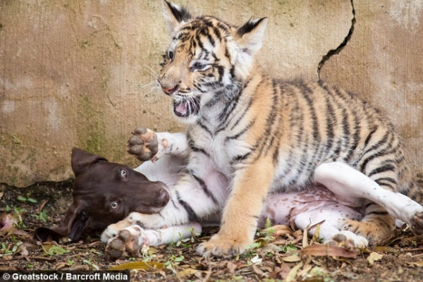 Cane con una tigre