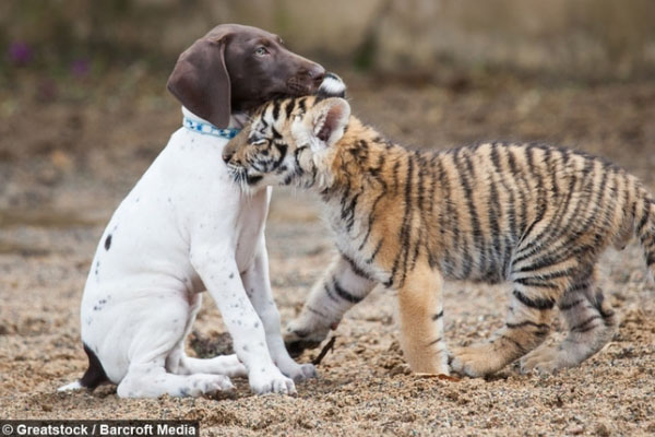Cane con una tigre