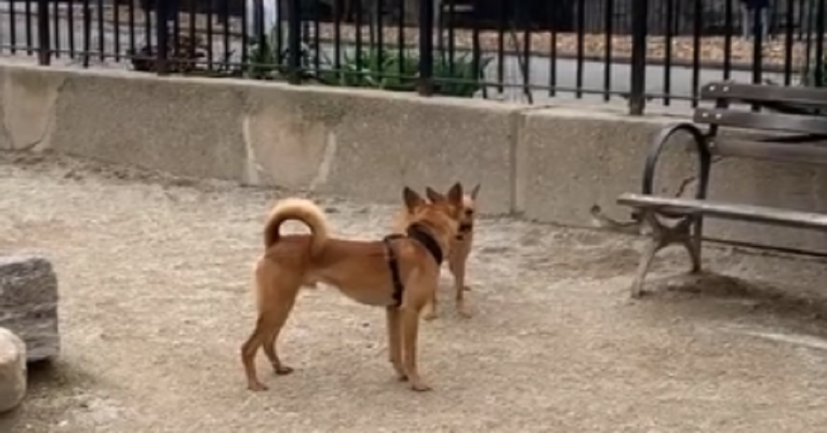 Chuck, il cagnolino che rincontra suo fratello al parco(video)
