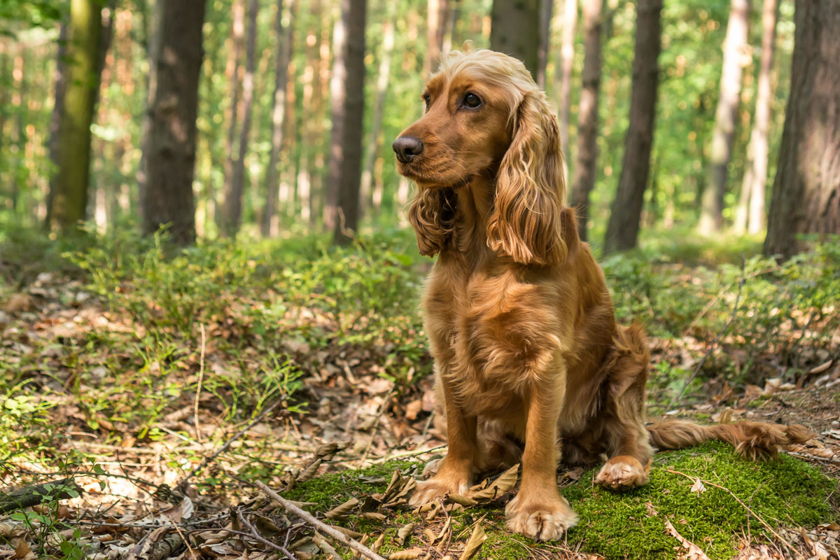 esemplare di Cocker Spaniel Inglese nel bosco