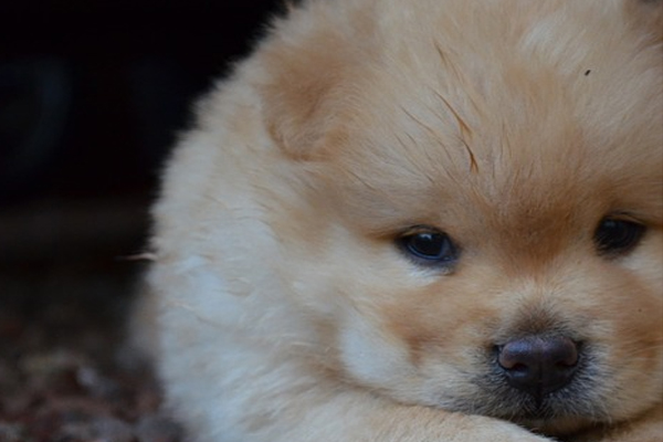 Cucciolo di Chow Chow