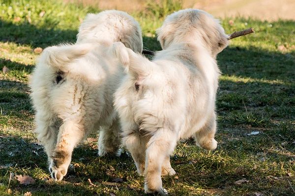 Cuccioli di Golden Retriever che camminano