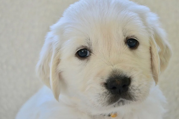 Cucciolo di Golden Retriever che osserva