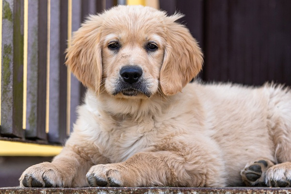 Cucciolo di Golden Retriever che osserva