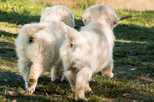 Cuccioli di Labrador camminano