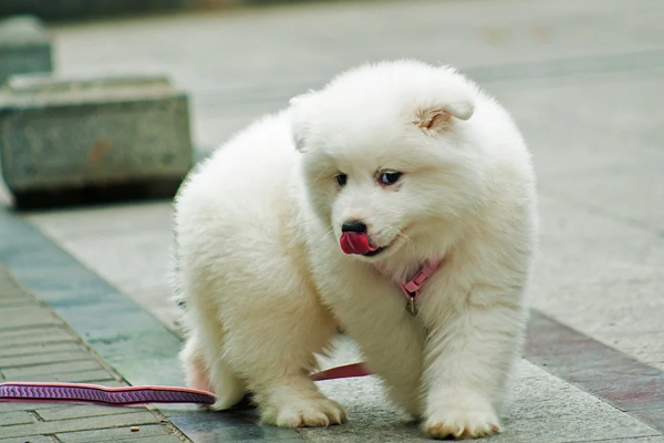 Cuccioli di Samoiedo che guarda