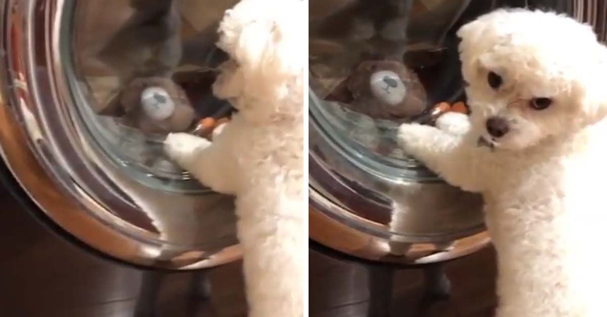 Cucciolo cerca di far uscire il suo peluche preferito dalla lavatrice (video)