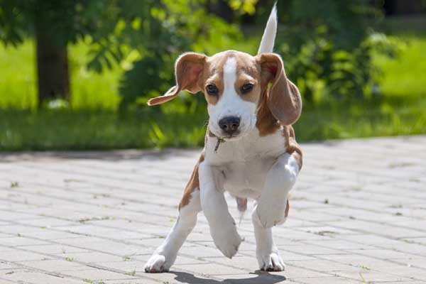 Beagle che corre