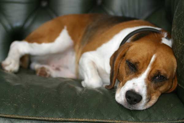 cucciolo di cane solo a casa