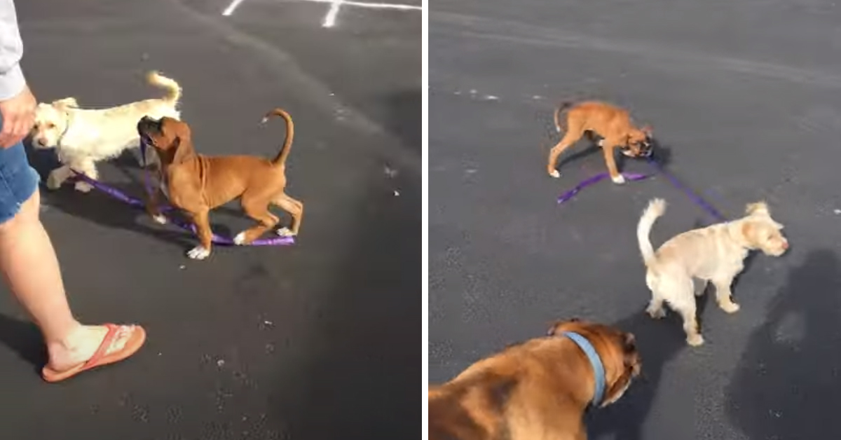 Cucciolo di Boxer porta al guinzaglio un amico speciale (video)