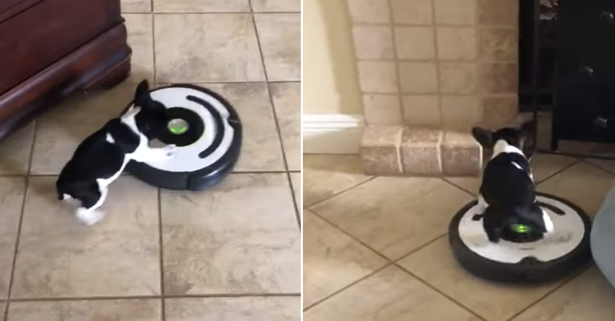 Cucciolo di Bulldog “cavalca” un’aspirapolvere e il video conquista il web
