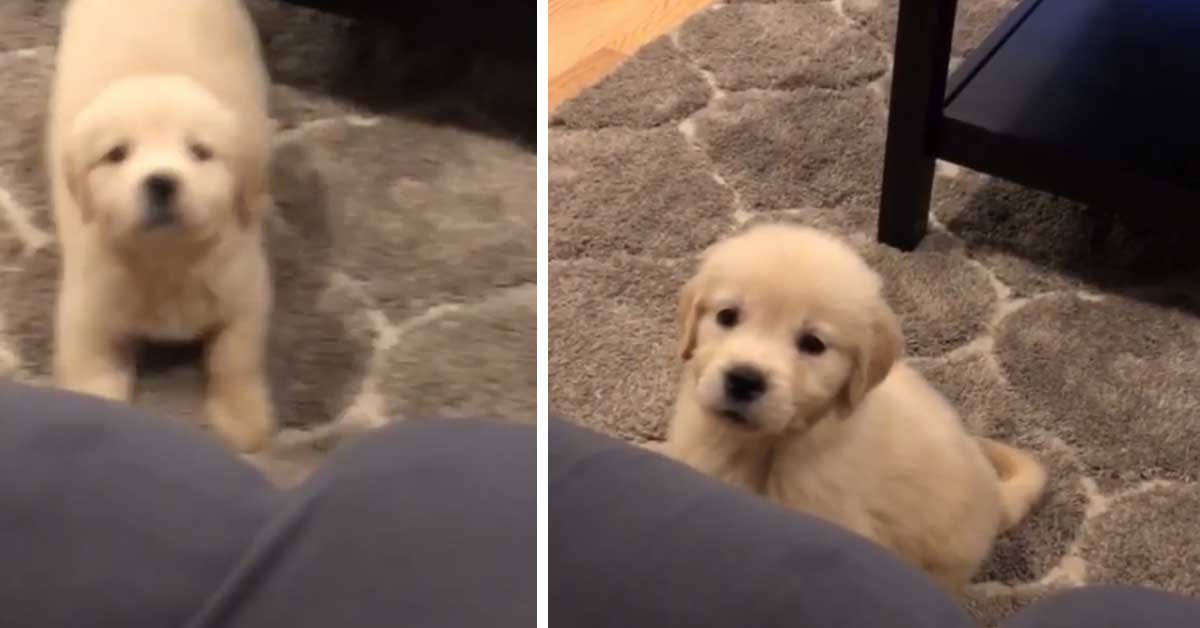 Cucciolo di Golden Retriever non riesce a salire sul divano e il video fa il giro del web