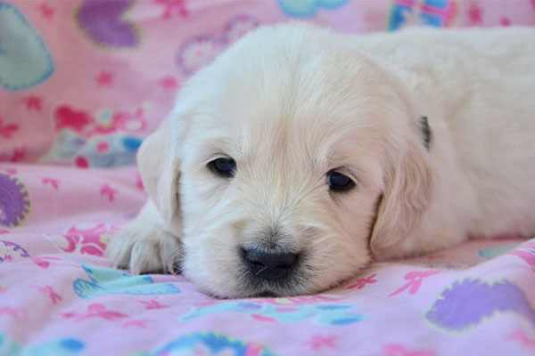 Cucciolo di Golden Retriever sdraiato