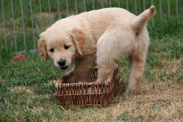 Cucciolo di Golden Retriever in una cesta