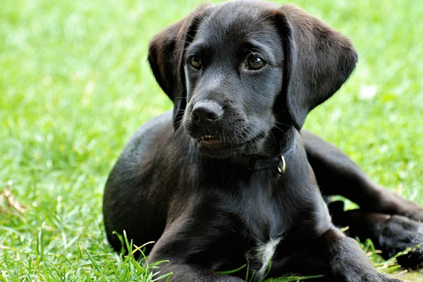 Cucciolo di Labrador che osserva